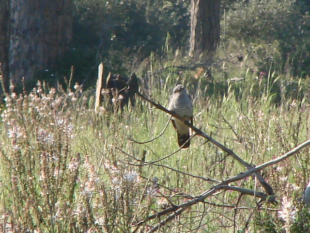 richiesta identificazione rapace.